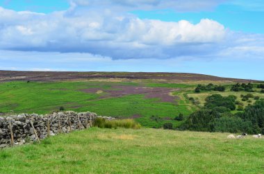 North York moors Yorkshire İngiltere