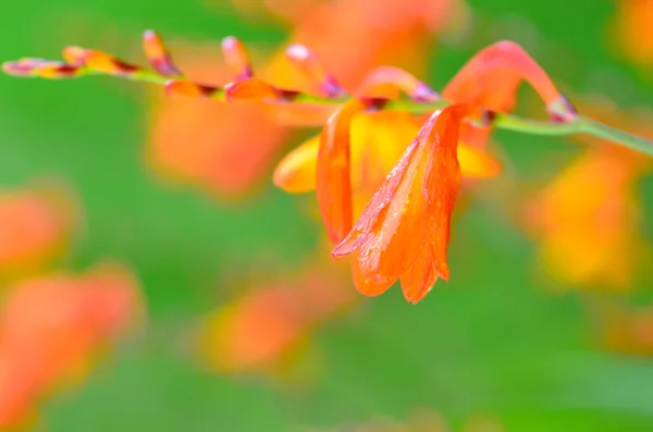 Bardzo płytkiej głębi ostrości tła, Crocosmia, pomarańczowy i zielony kwiat — Zdjęcie stockowe