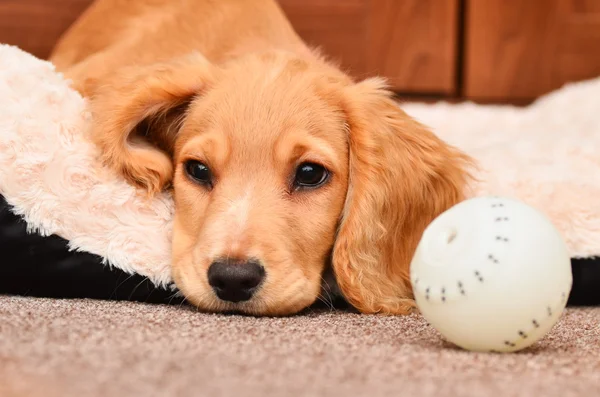 Kokršpaněl roztomilé štěně odpočívá po hraní s její míč — Stock fotografie