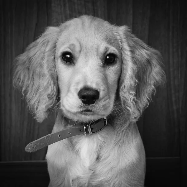 Kokršpaněl štěně černobílý portrét. Stock Snímky