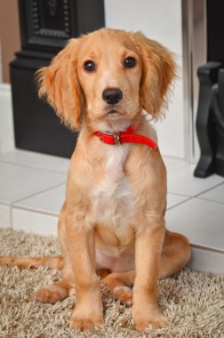 Şömine başında Cocker spaniel köpek yavrusu.