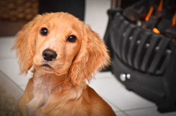 Cocker spaniel puppy by the fire keeping warm — Stock Photo, Image