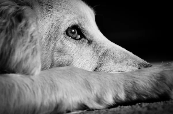 Kokršpaněl štěně smutný Stock Snímky