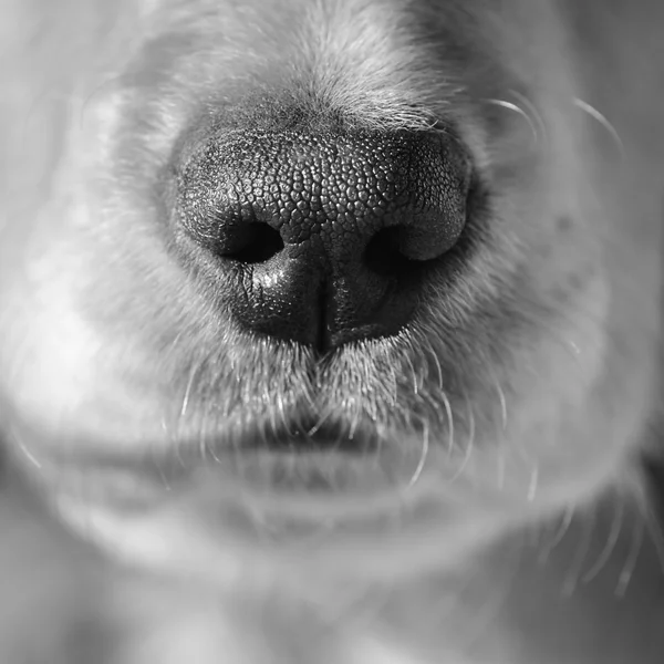Close up of a spaniels nose. — Stock Photo, Image