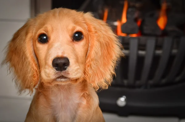 Cocker spaniel puppy by the fire keeping warm — Stock Photo, Image