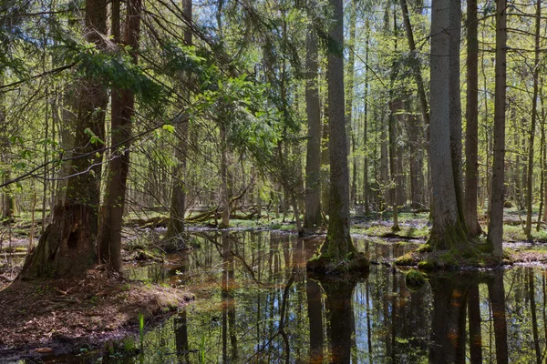 Oeverstaten stand van Bialowieza bos in zon — Stockfoto