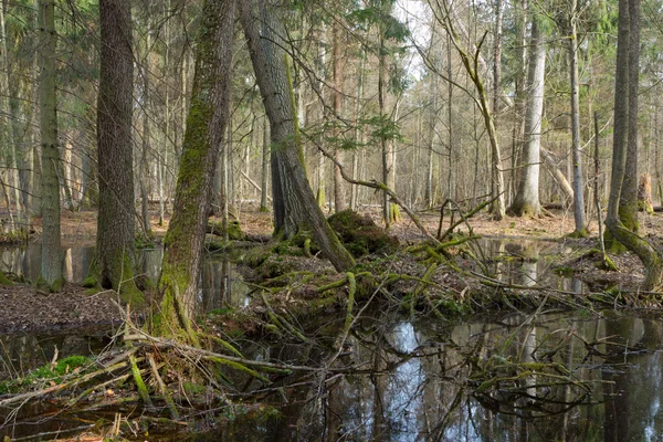 Forêt mixte humide printanière avec eau stagnante — Photo