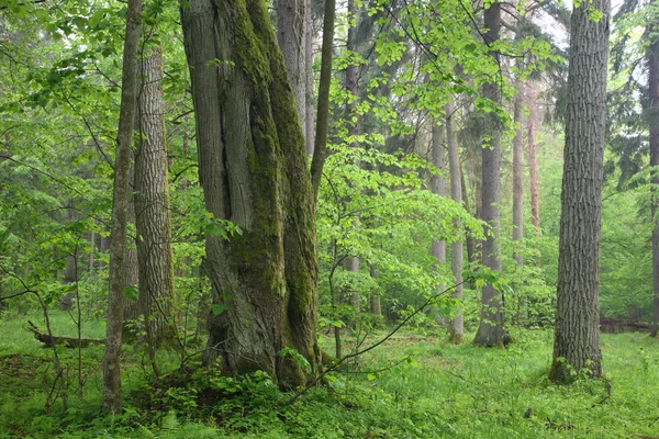 Carvalhos velhos e tília na floresta nebulosa de verão — Fotografia de Stock
