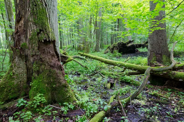 Groupe de vieux arbres en période estivale — Photo