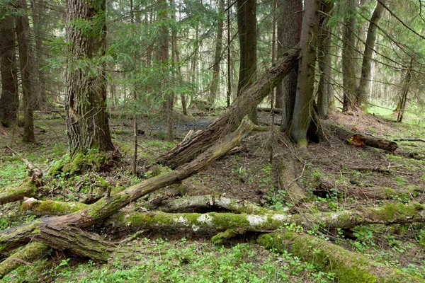 Estande de pântano de primavera de Floresta de Bialowieza — Fotografia de Stock