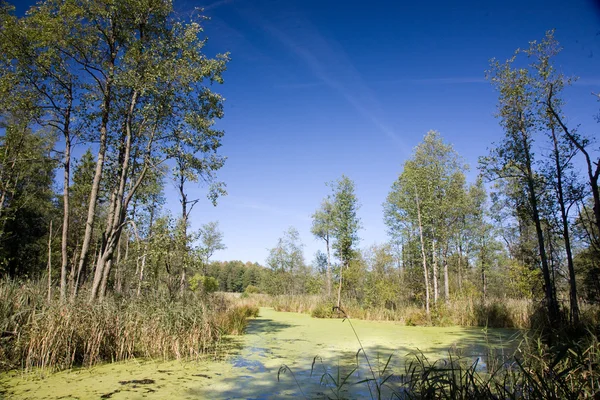 Swampy valley of Lesna River in sunny autumnal day — Stock Photo, Image