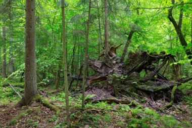 kısmen reddedilen kırık ağacın kökleri