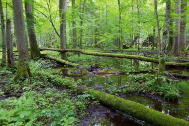 Yosun sarılmış kırık ağaç su üzerinde yalan