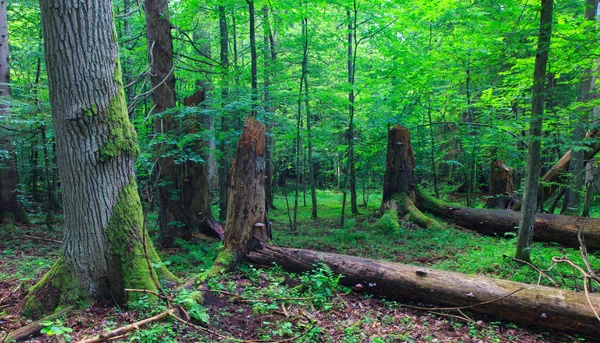 Enorme vecchio muschio di quercia avvolto — Foto Stock