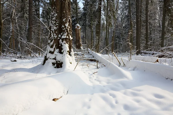 Bäume Schnee gewickelt Schneesturm nach — Stockfoto