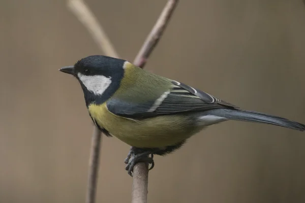 Vrouwelijke Koolmees close-up in het voorjaar — Stockfoto