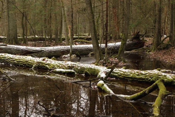 Matin printanier en forêt humide — Photo