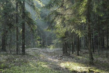 İğne yapraklı Bialowieza orman tribünde günbatımı