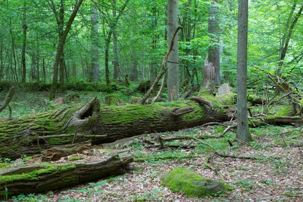 Złamane drzewo dąb oddział moss owinięte — Zdjęcie stockowe