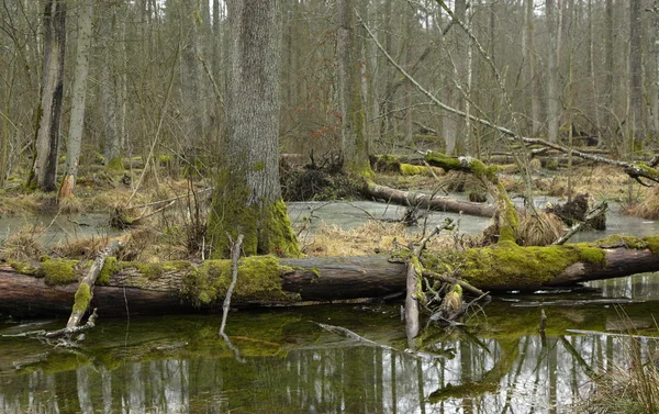 Jarní krajina první starého stánku Bělověžského pralesa Stock Snímky