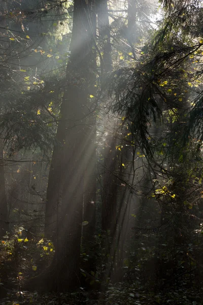 Mglisty jesienny stoisko drzew iglastych w rano — Zdjęcie stockowe