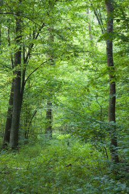 Ormandaki neredeyse büyümüş dar yol
