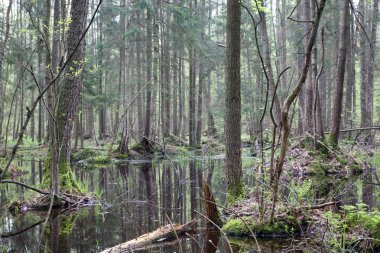 Bahar, doğal bataklık orman