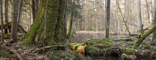 Lente ochtend in oerbos — Stockfoto