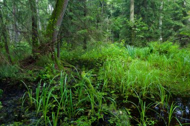 Bialowieza orman zengin kıyısını karma stand