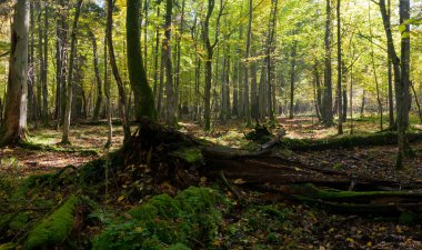 Yalan kırık eski ıhlamur ağacı