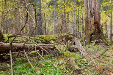 İlkbaharda Bialowieza Ormanı 'nın yaprak döken duruşu
