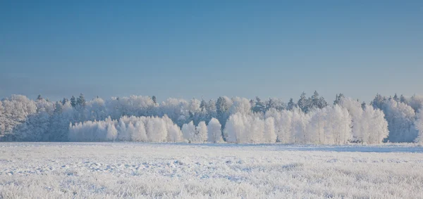 Winter landscape with trees snow wrapped — Stock Photo, Image