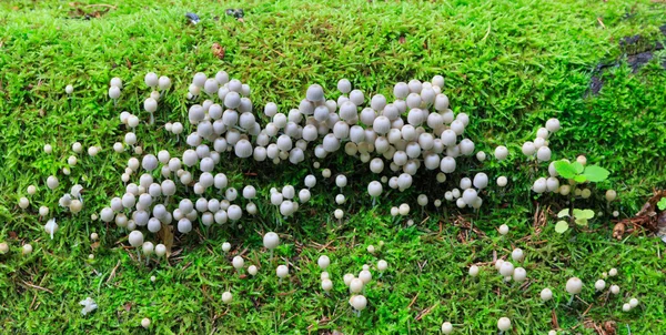 Bunch of autumnal fungi against mossy background — Stock Photo, Image