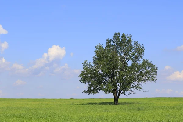 Fresh green field of juvenile grain and tree — Stock Photo, Image