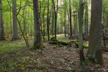 Dar yol geçiş karma stand