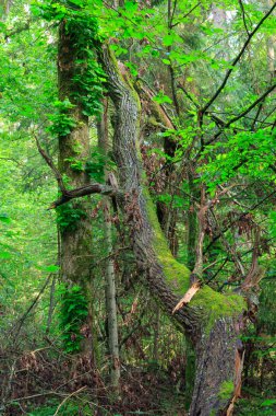 Eski akça ağaç karşı büyük kırık dal