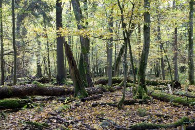 Kırılmış ağaçlar neredeyse reddetti