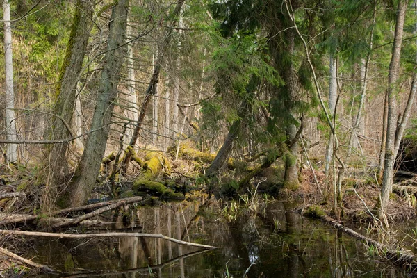 Umgestürzte Bäume liegen im Frühjahr — Stockfoto