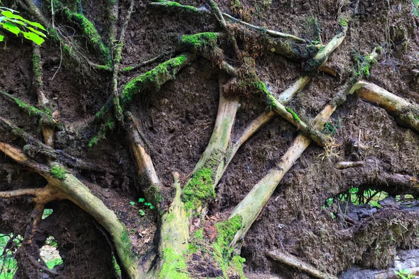 Vítr patří přes obrovský smrk v létě — Stock fotografie