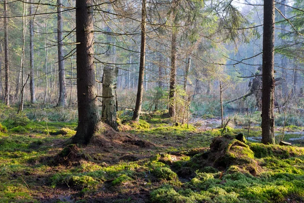 Rayon de soleil entrant dans une riche forêt de conifères marécageuse — Photo