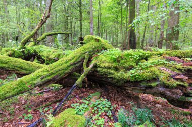 Ölü meşe yalancı yosun sarılmış