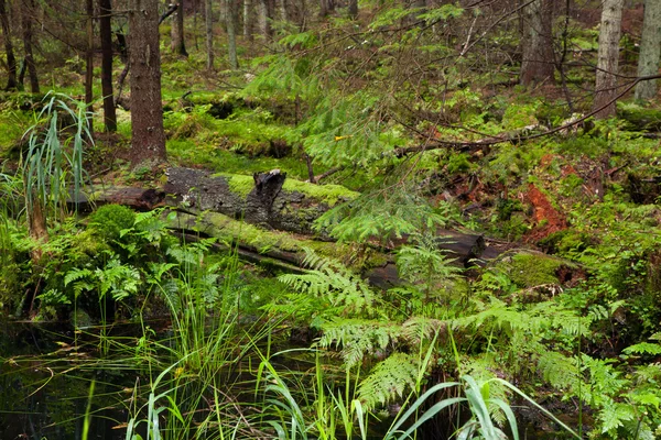 Vue automnale du peuplement de conifères avec petit ruisseau — Photo