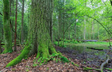 Yaz aylarında hamurunda yaprak döken standı