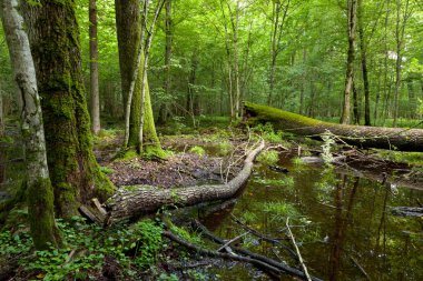 Ölü kırık ağaçlar yosun sarılmış ve su birikintisi