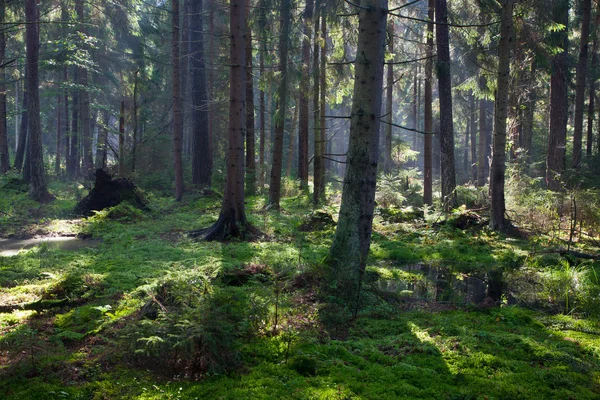 Vlhké oniferous stojan z Bělověžského pralesa — Stock fotografie