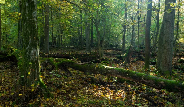 Sabah kırılmış ağaçlar ile orman manzara — Stok fotoğraf