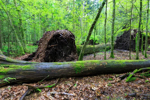 Peuplements décidus de la forêt de Bialowieza pluie après en été — Photo