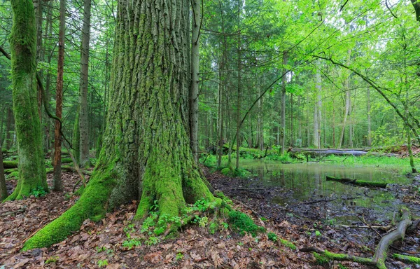 Yaz aylarında hamurunda yaprak döken standı