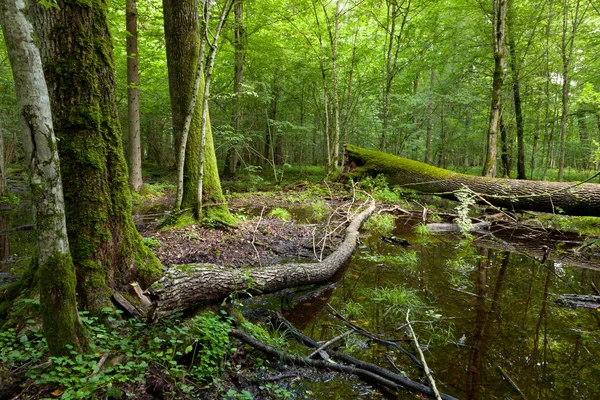 Ölü kırık ağaçlar yosun sarılmış ve su birikintisi