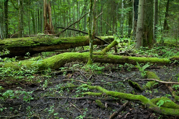 Roble roto gigante musgo acostado envuelto — Foto de Stock